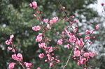DSC_0022.JPG